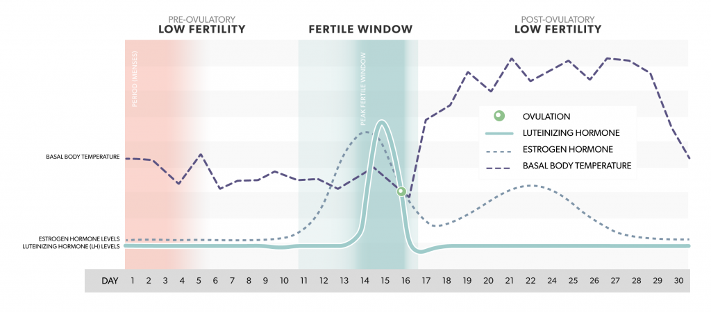 Estrogen Levels Pregnancy Chart