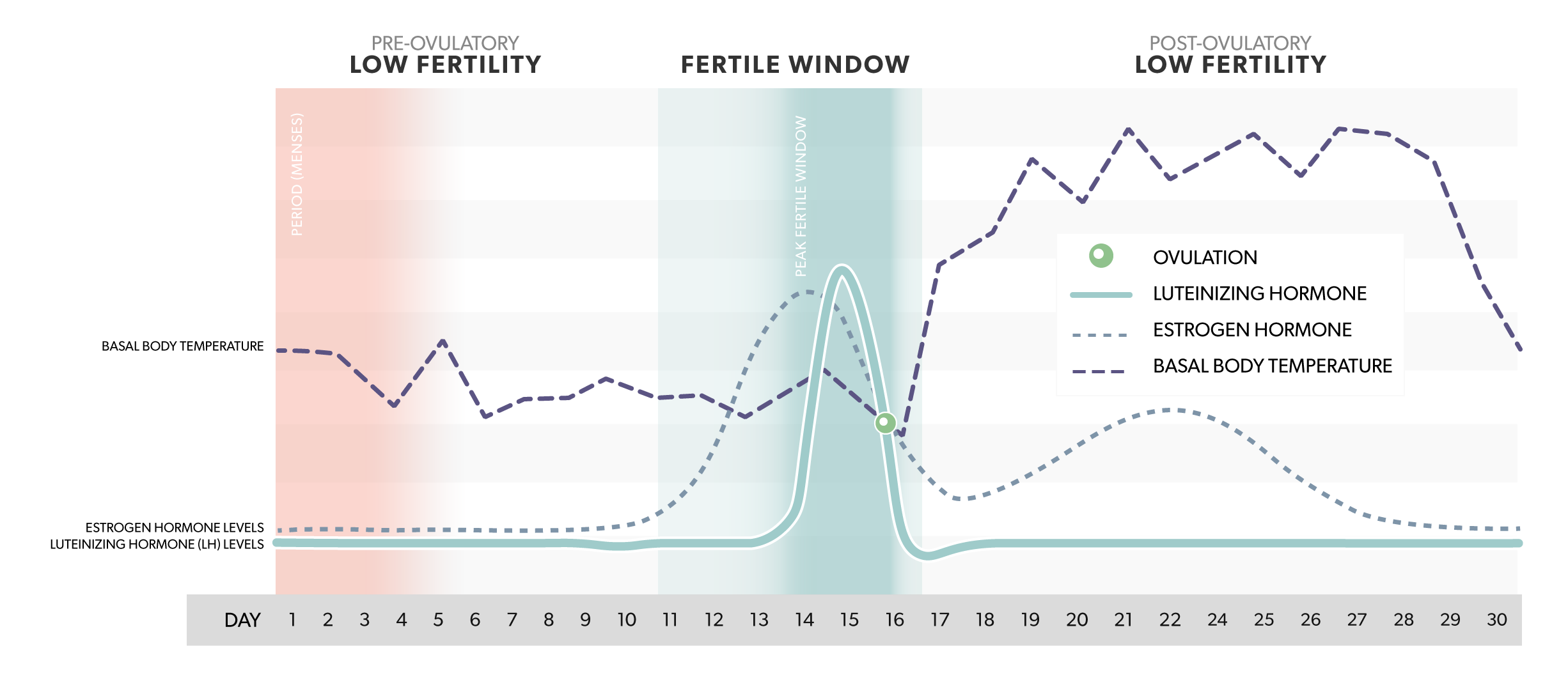 Hormone Chart During Cycle