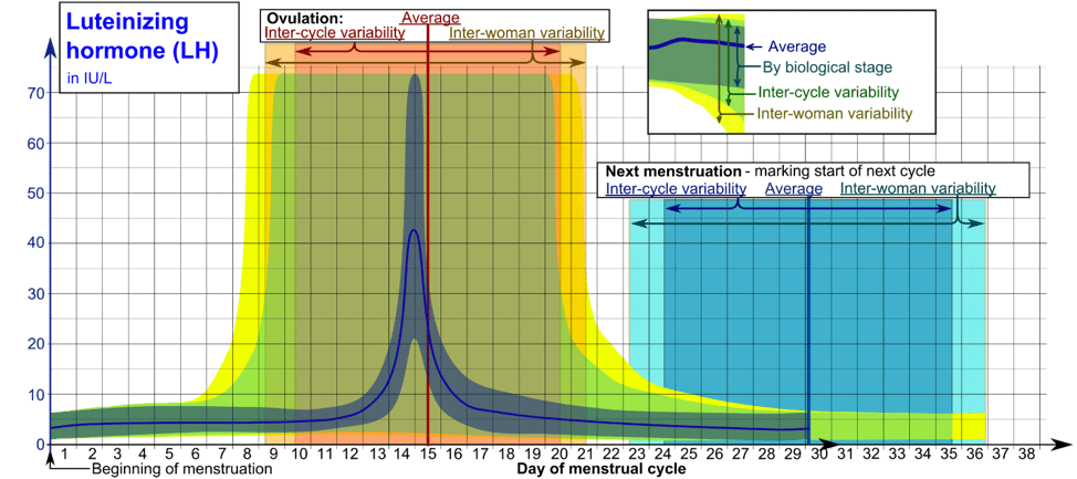 Estrogen Levels Ovulation Chart