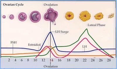 LH Surge: Timing, Symptoms, And Ovulation - Mira Fertility ...