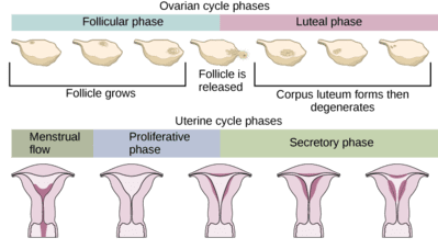 Stages of the Menstrual Cycle - Luteal Phase - Unapologetic Motherhood