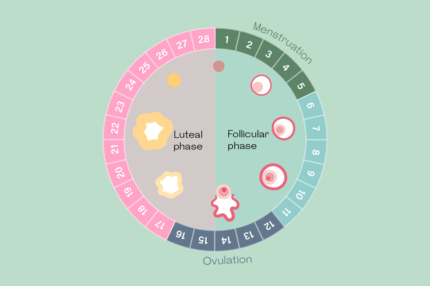 Luteal Phase Calculator: The Exact Formula to Use