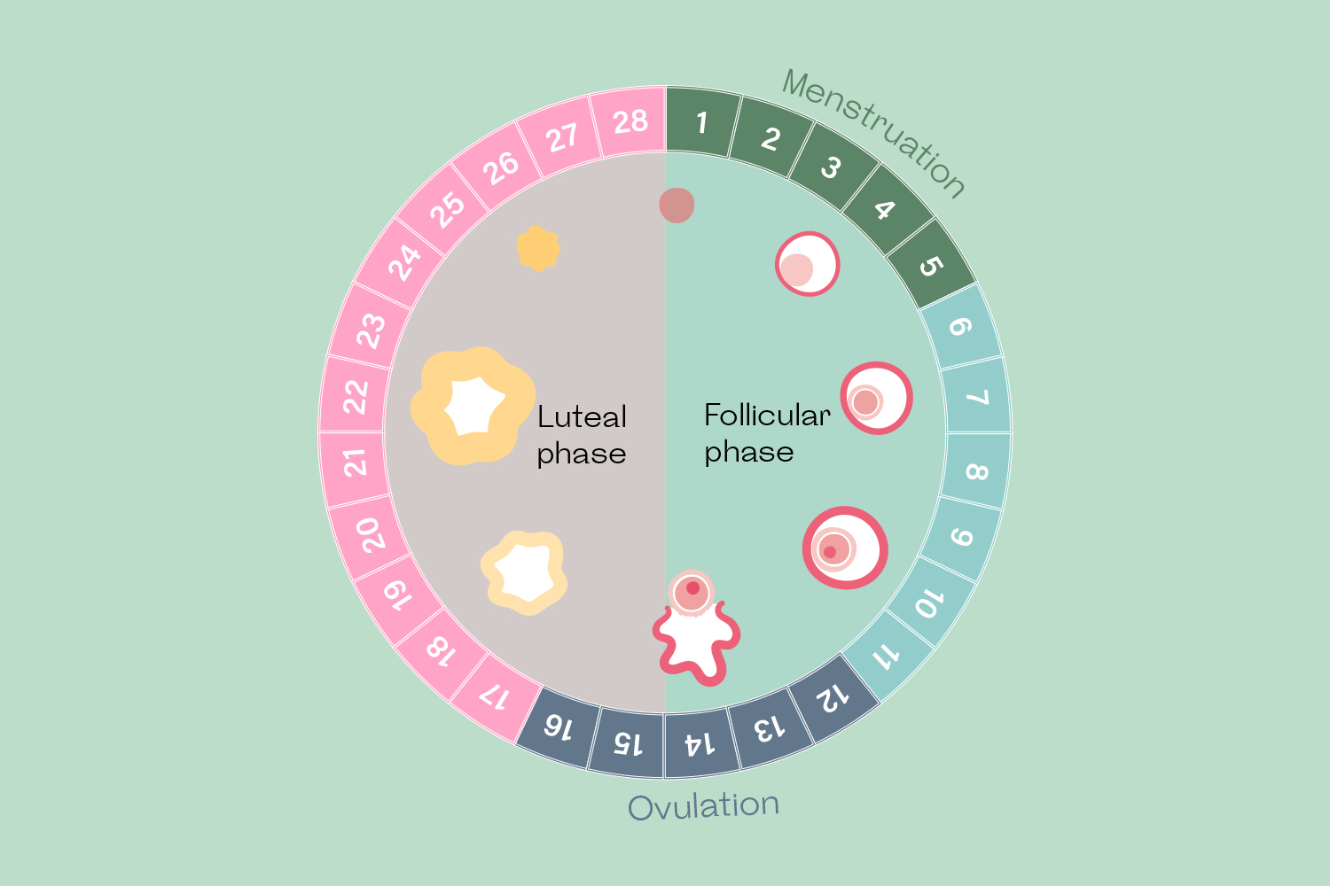 Are my luteal phase temps too low?