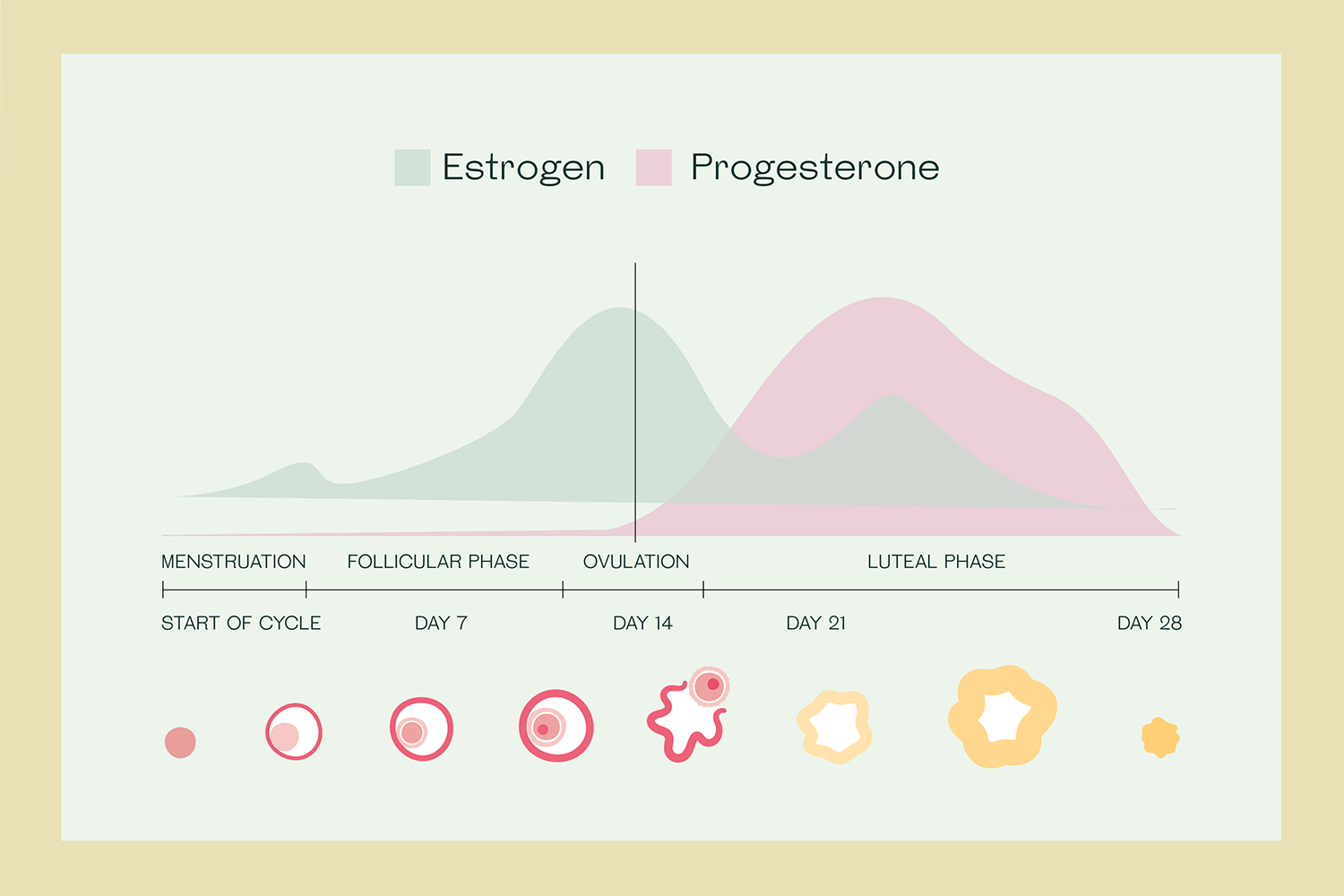 estrogen vs progesterone image