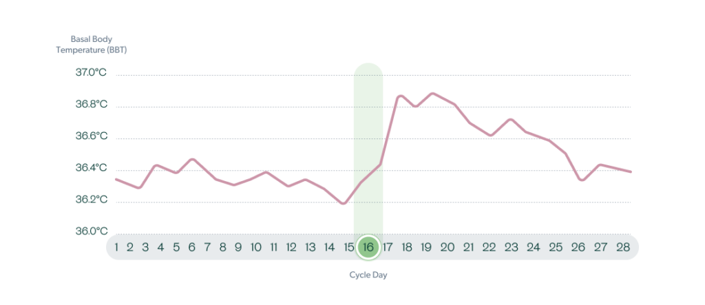 A Guide to Basal Body Temperature and Ovulation (+BBT Chart)